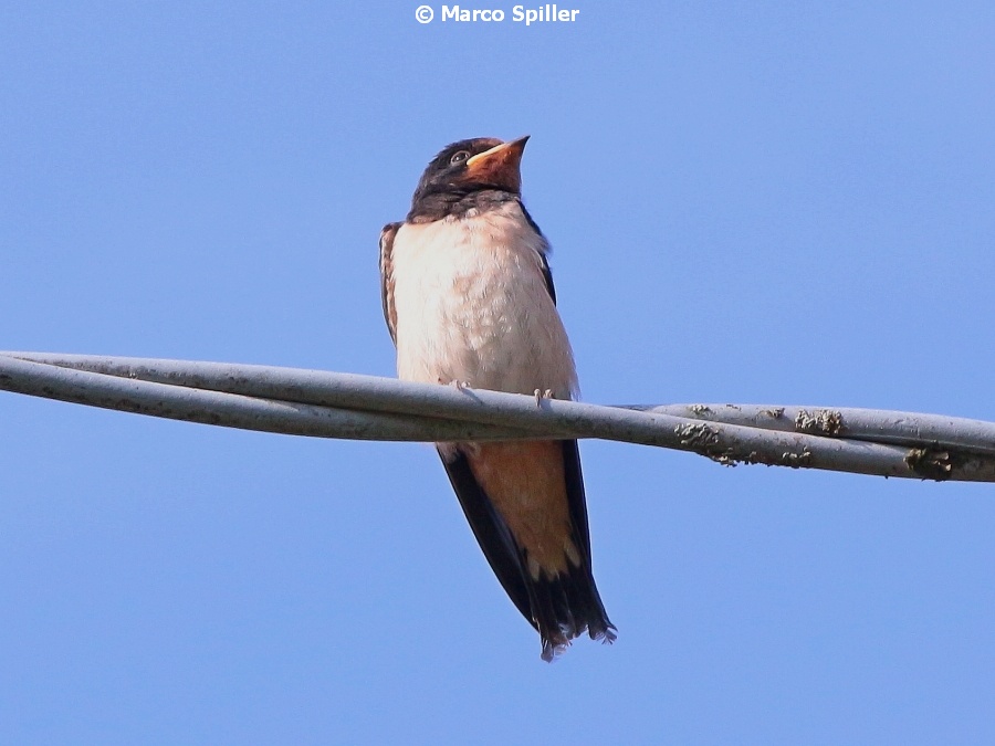 Hirundo rustica - adulto e giovane